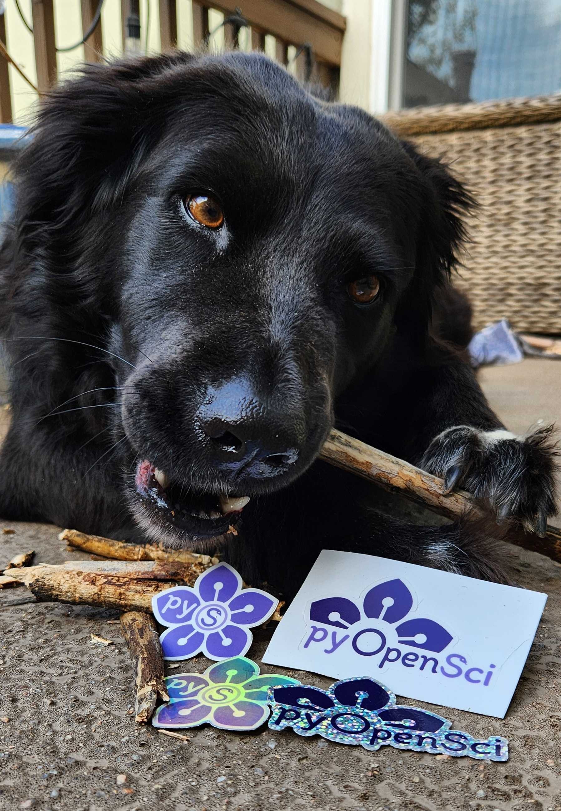 A close-up photo of Juno, a black lab mix, chewing on sticks. In front of Juno is a collection of pyOpenSci stickers.