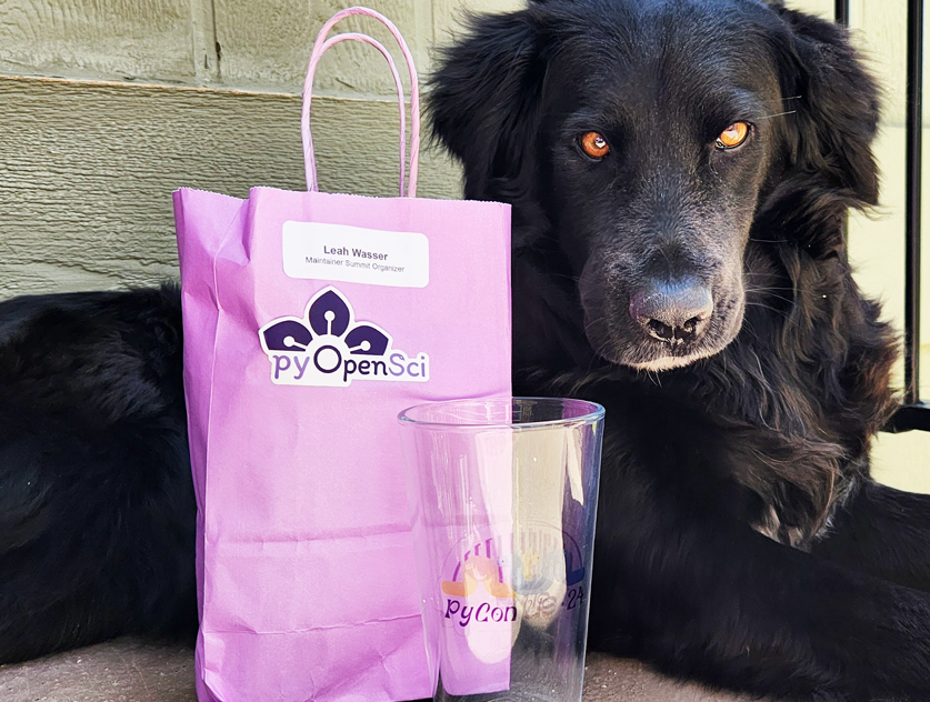 Image of Juno a black dog that looks like a flat coated retriever border collie mix with the PyCon US swag thank you bag and a pyOpenSci sticker on it with the name Leah Wasser Maintainers Summit.