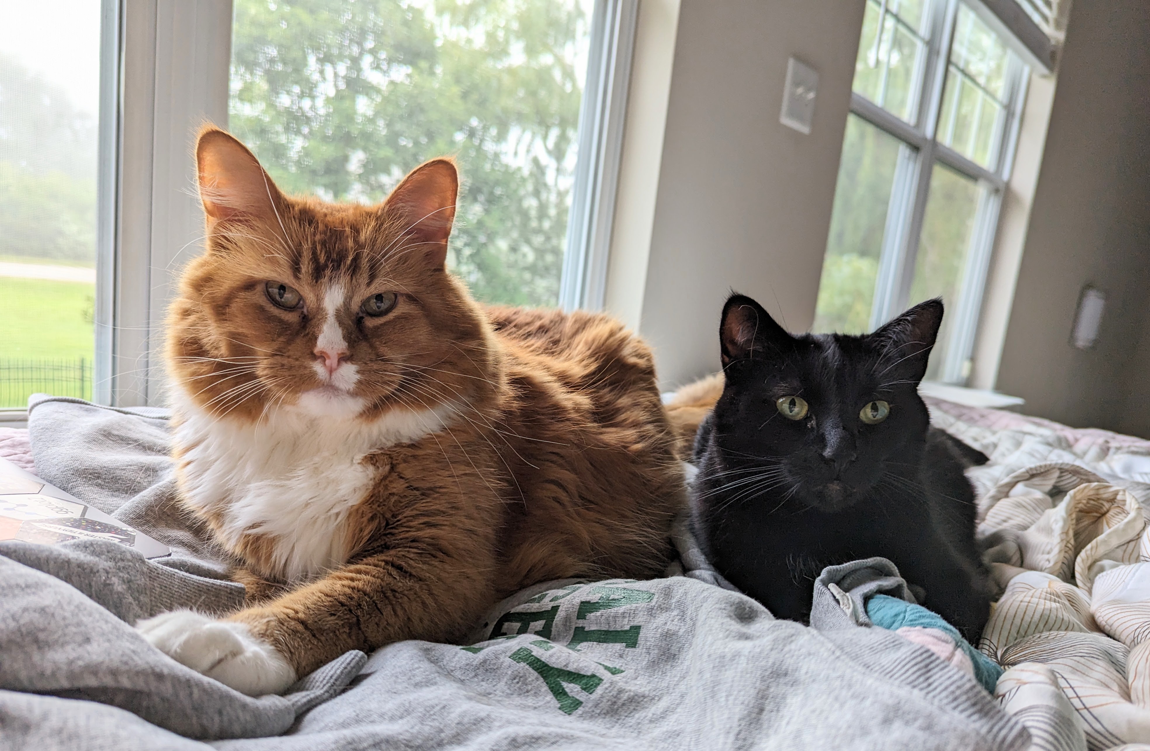 A close-up photo of two cats sitting side-by-side on a blanket. Jinx, an orange and white tabby with a medium-length coat sits on the left, gazing directly into the camera. Luna, a short-haired black cat, sits on the right, looking at something past the camera